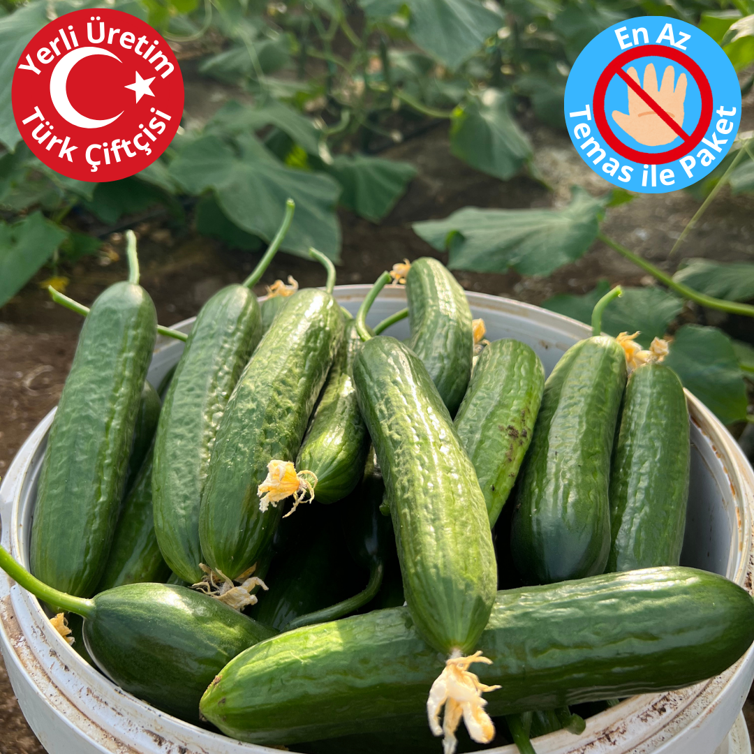 Premium Dalından Salatalık