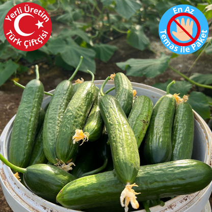 Premium Dalından Salatalık