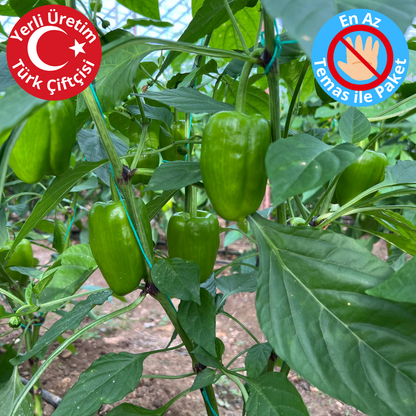 Premium Dalından Yeşil Dolmalık Biber