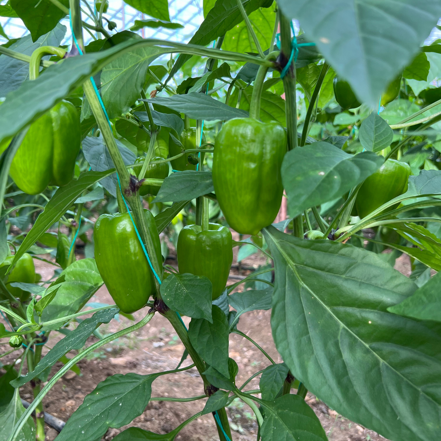 Haftanın Avantajlı Paketi