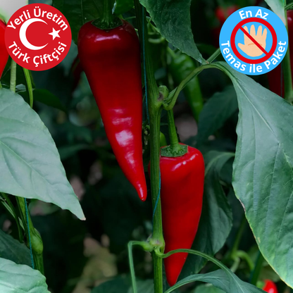 Premium Dalından Kırmızı Kapya Biber