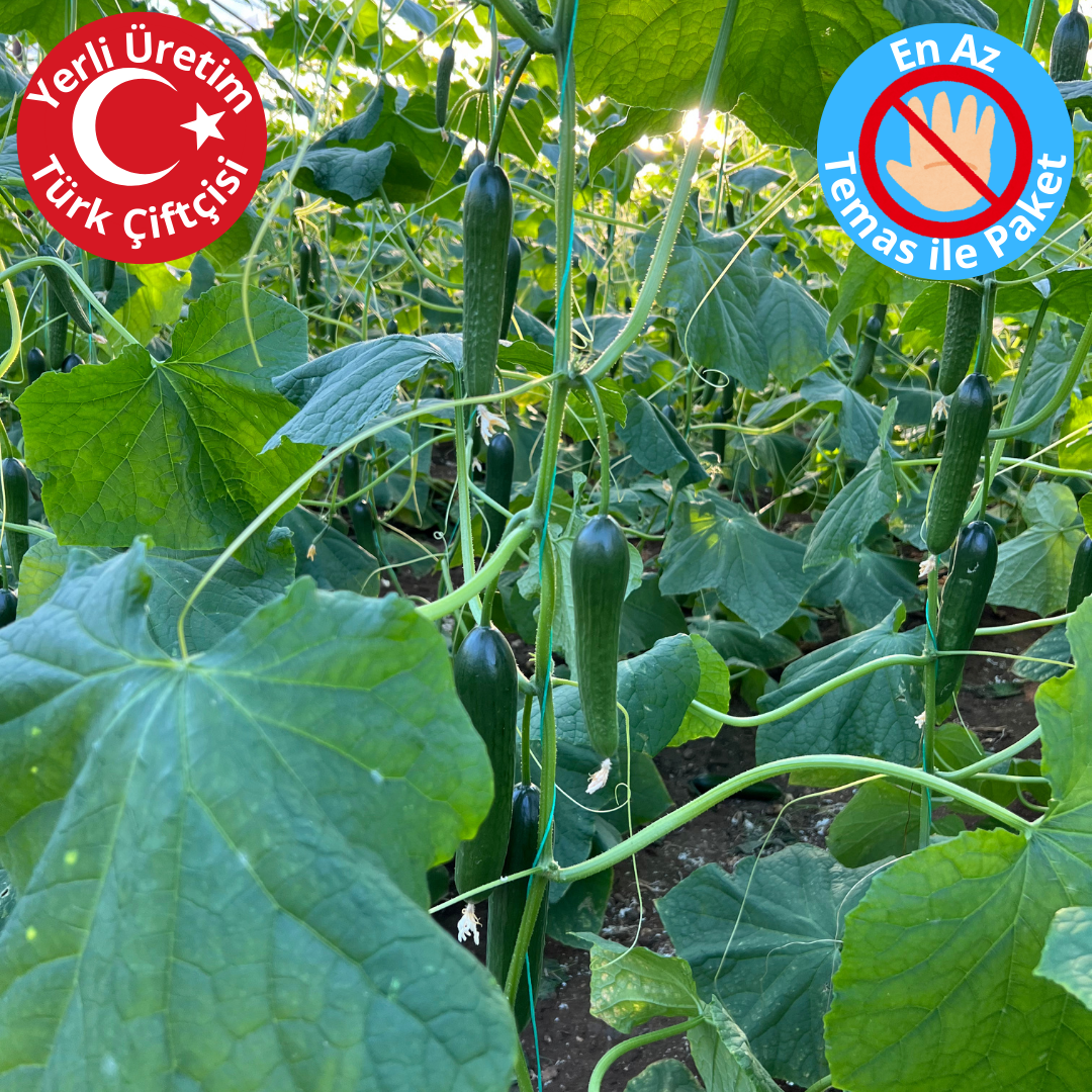 Premium Dalından Salatalık