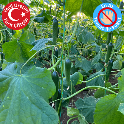 Premium Dalından Salatalık