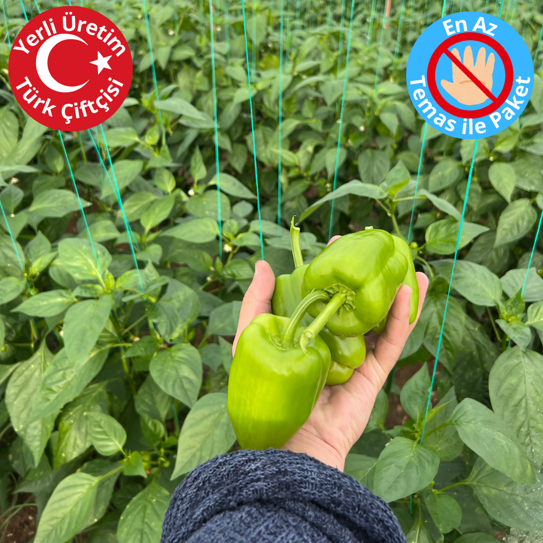 Premium Dalından Yeşil Dolmalık Biber