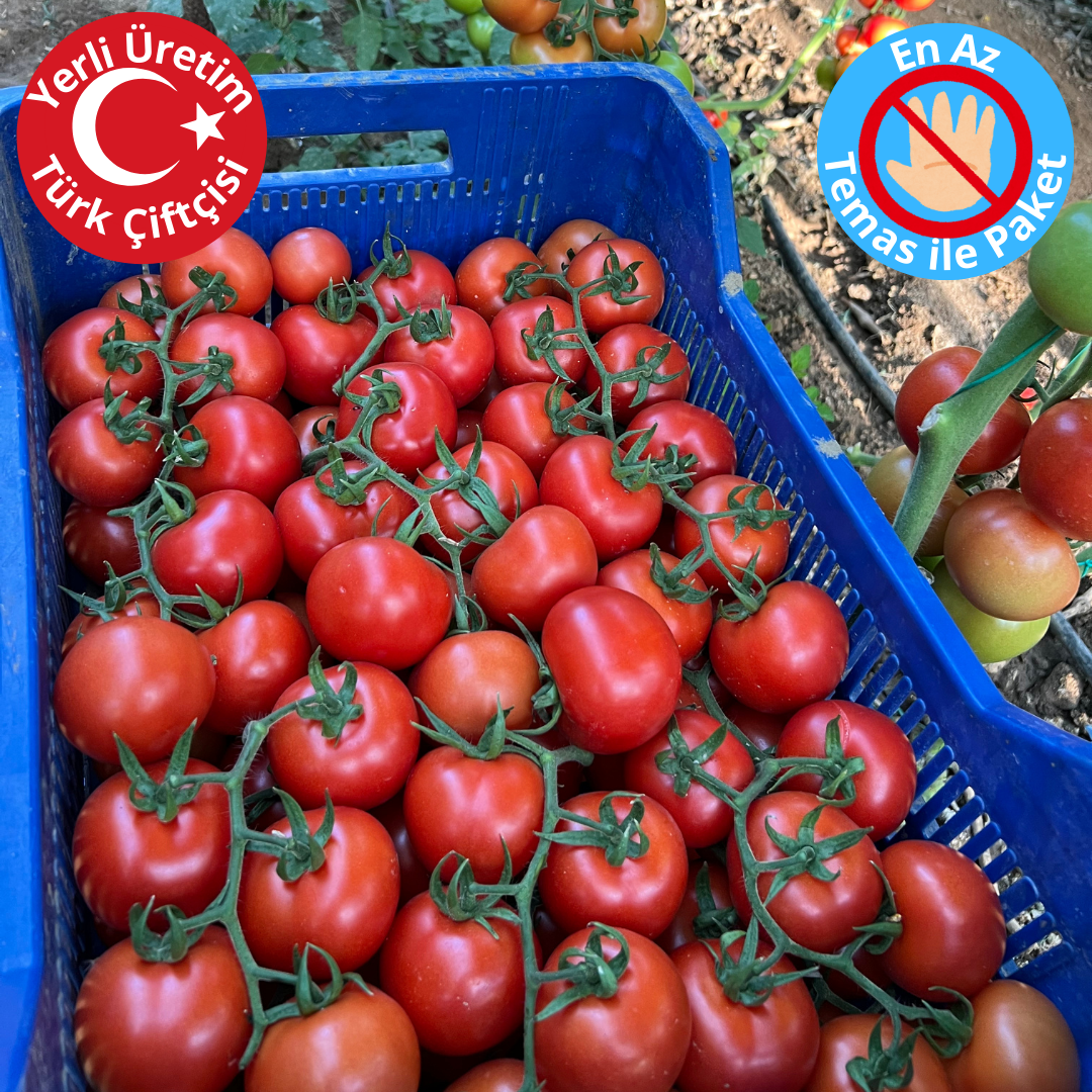 Premium Dalından Salkım Domates