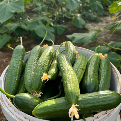 Haftanın Avantajlı Paketi