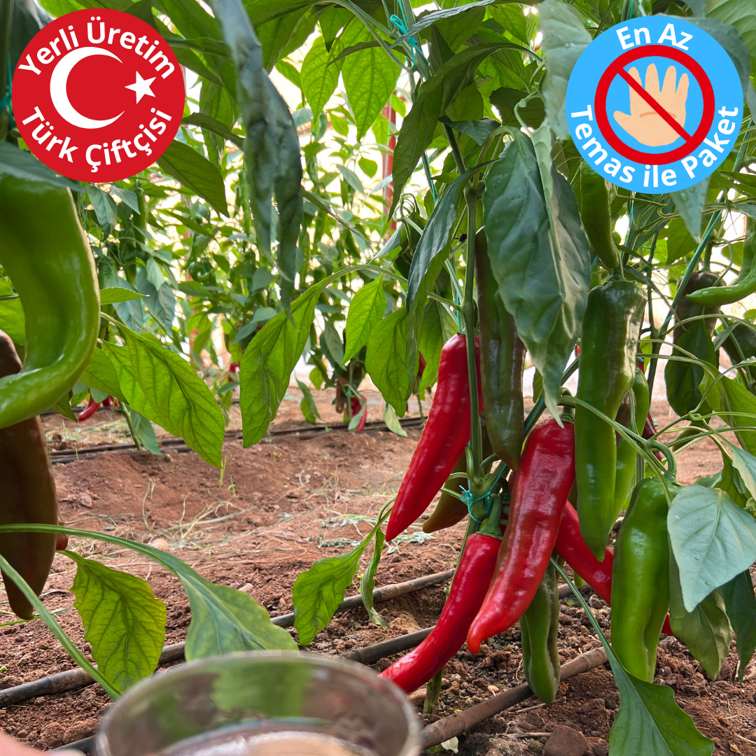 Premium Dalından Kırmızı Kapya Biber