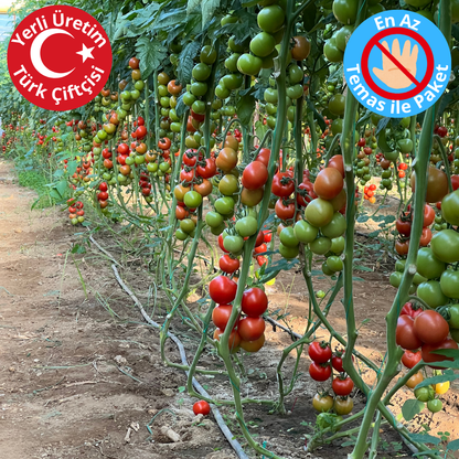 Premium Dalından Salkım Domates