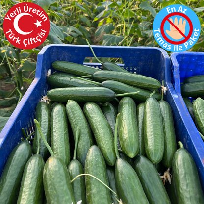 Premium Dalından Salatalık