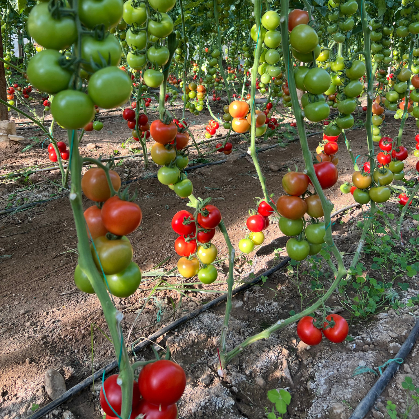 Haftanın Avantajlı Paketi