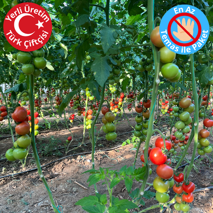 Premium Dalından Salkım Domates