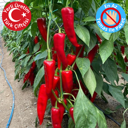 Premium Dalından Kırmızı Kapya Biber