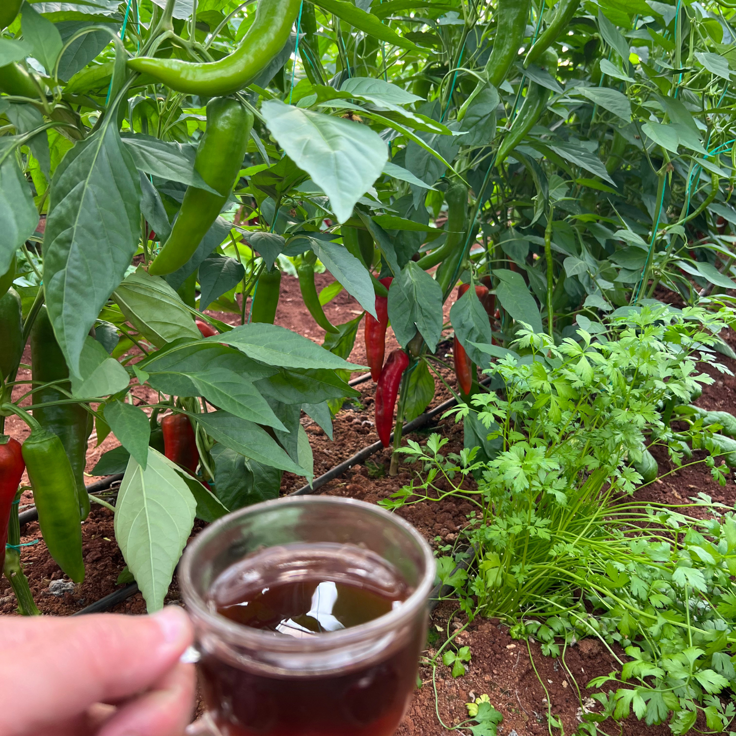 Haftanın Avantajlı Paketi