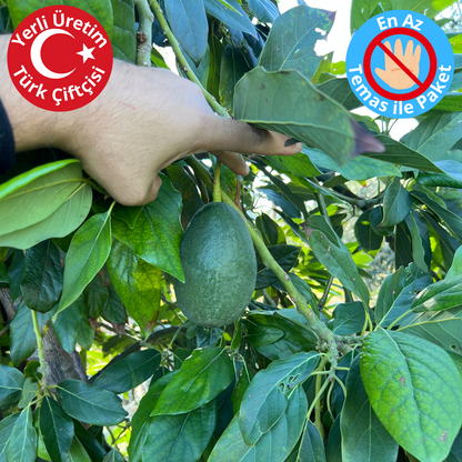 Premium Yerli Avokado 270-340 gr