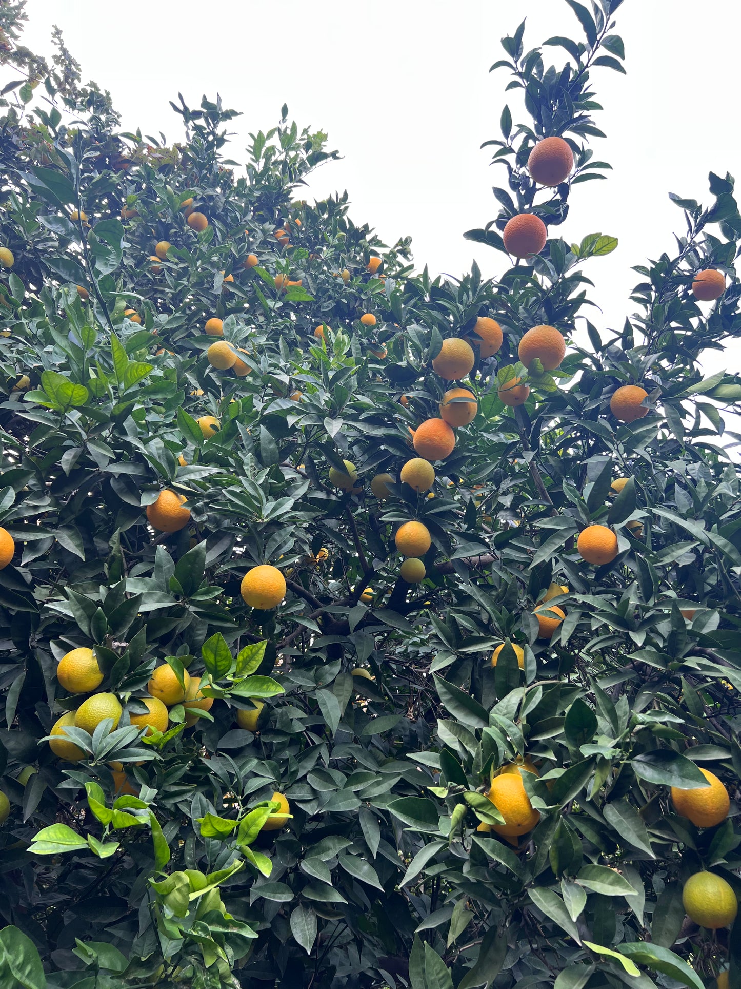 10 ad avok - 1 kg muz - 2 kg port - 1 kg lim