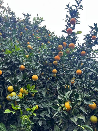 10 ad avok - 1 kg muz - 2 kg port - 1 kg lim