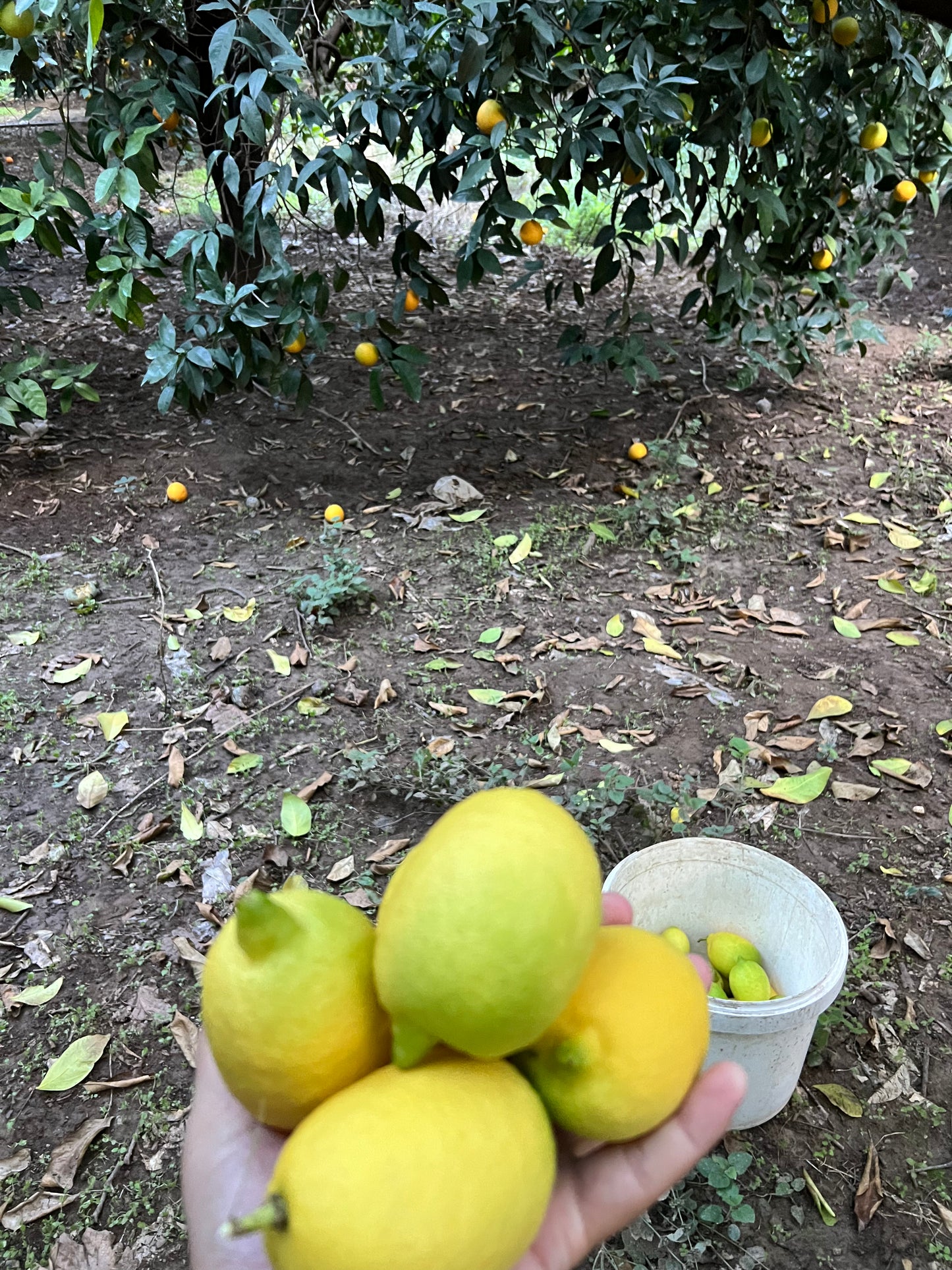 10 ad avok - 1 kg muz - 2 kg port - 1 kg lim